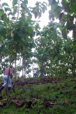 Sona 1 Teak Plantation