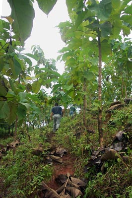 Sona 1 Teak Plantation