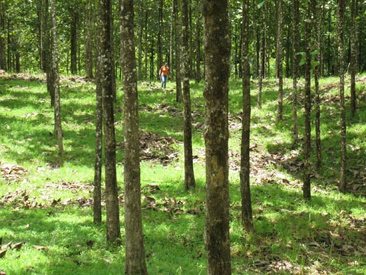 Sona 1 Teak Plantation